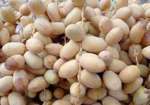 تصویر 3 از فروش خرما زاهدی زرد+ قیمت خرید به صرفه